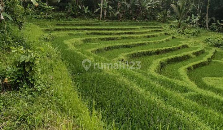 Cheap Land for Gardens and Rice Fields in Tabanan Bali 1