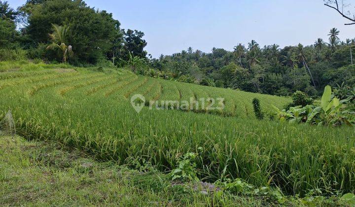 Tanah Kebun Los Sungai Harga Murah Di Tabanan Bali 2