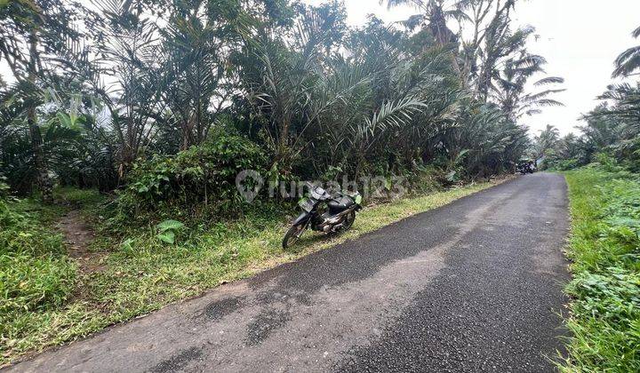 Dijual Tanah Kebun Buah Murah Di Tabanan Bali 2