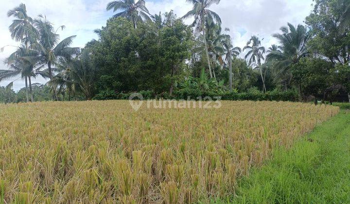 Dijual Tanah Sawah View Sawah Dan Gunung Yg Indah Di Tabanan Bali 2