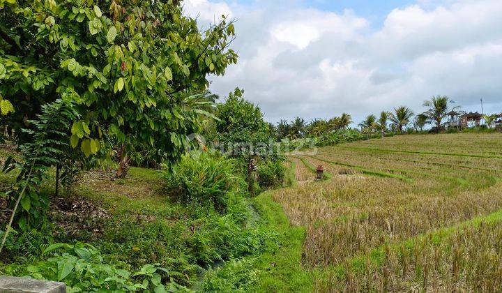 Tanah Kebun View Sawah Murah Di Tabanan Bali 2