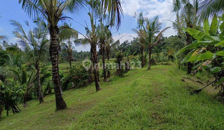 Tanah Kebun View Sawah Murah Di Tabanan Bali. 2