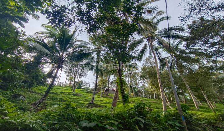 Tanah Kebun Luas Kecil View Sawah Dan Lembah Di Tabanan Bali. 2