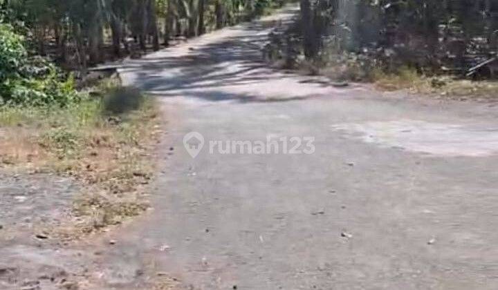 Dijual Tanah Dan Kebon Jati Harga Terjangkau Cocok Untuk Invest 1