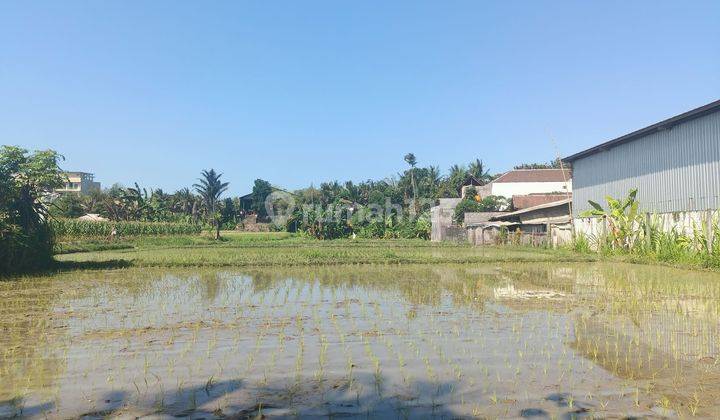 Dijual Tanah Murah Lahan Area Sawah Bali 2