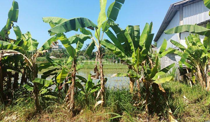 Dijual Tanah Murah Lahan Area Sawah Bali 1