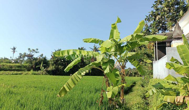 Dijual Murah Tanah Sawah Bali 1