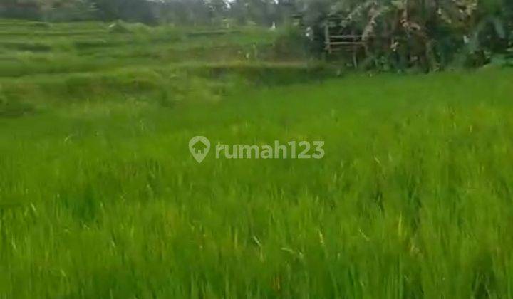 Disewakan Lahan Tegallang View Sawah 2
