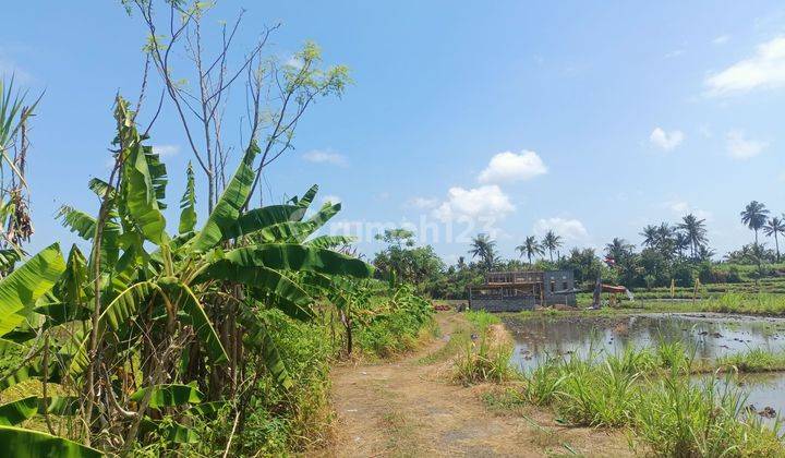 For Sale Cheap Land View Rice Fields BALI 1