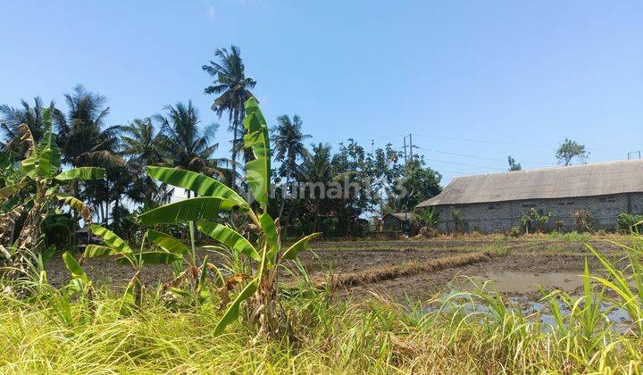 Cheap Rice Field Land for Sale in Bali 2