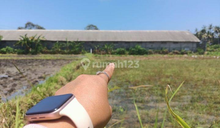 Cheap Rice Field Land for Sale in Bali 1