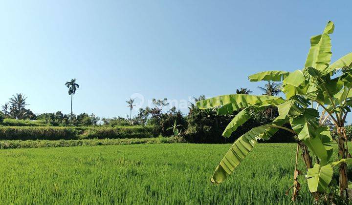 Dijual Murah Tanah Sawah Bali 2