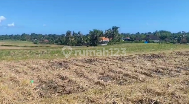 Tanah Strategis Di Zona Pariwisata ( Zona Pink ) , Tegal Mengkeb - Tabanan Bali Tanah Strategis Di Zona Pariwisata ( Zona Pink ) , Tegal Mengkeb - Tabanan Bali