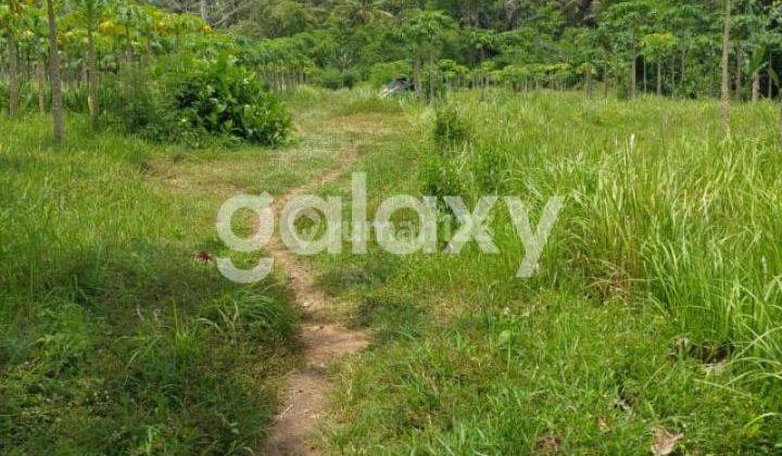 TANAH DATAR DI GALUH PEKUTATAN NEGARA JEMBRANA, BALI 1