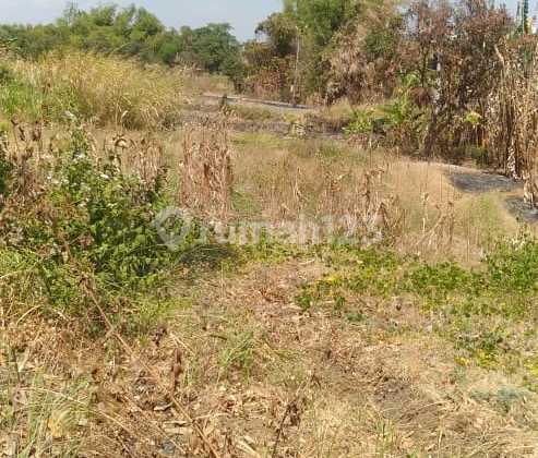 Rice field near the Rattan Factory in Balong Panggang, Gresik.