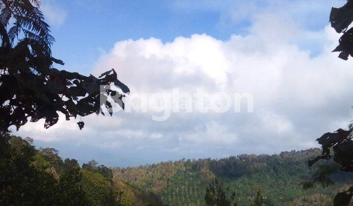 LAHAN SUMBER MATA AIR DAN AIR TERJUN TAMBLINGAN MUNDUK BANJAR BULELENG BALI SEJUK ALAMI 2