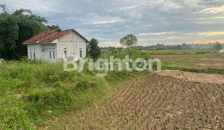 Tanah Sawah Padat Babat Legok Tangerang Banten Harga Murah Terjangkau Tanah Sawah Padat Babat Legok Tangerang Banten Harga Murah Terjangkau