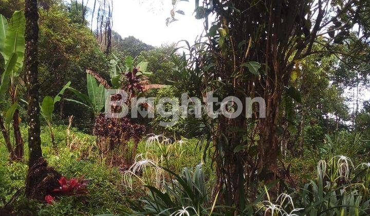LAHAN SUMBER MATA AIR DAN AIR TERJUN TAMBLINGAN MUNDUK BANJAR BULELENG BALI SEJUK ALAMI 1