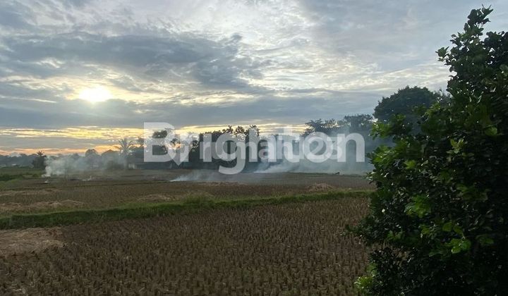 Tanah Sawah Padat Babat Legok Tangerang Banten Harga Murah Terjangkau