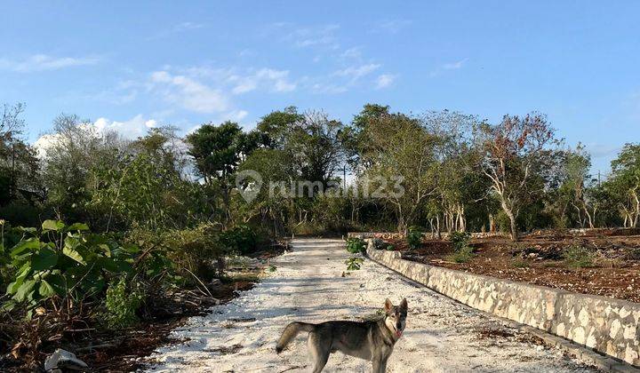 Tanah Kavling Luas 2 Are di Jl Gn Payung Kutuh, 8 Menit Dari Pantai Pandawa  1