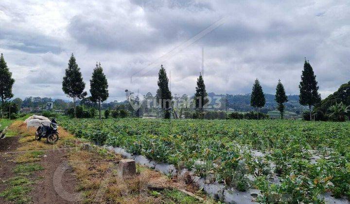 Tanah Kebun Kotak Dan Datar Latar Belakang Gunung Dan Udara Sejuk Lembang Kolmas Cocok Untuk Villa, Kebun, Maupun Peternakan 1