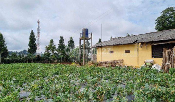 Tanah Kebun Kotak Dan Datar Latar Belakang Gunung Dan Udara Sejuk Lembang Kolmas Cocok Untuk Villa, Kebun, Maupun Peternakan 2