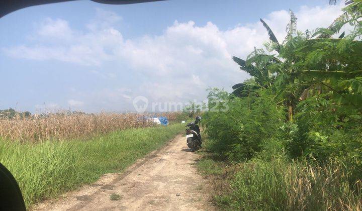 Land Freehold 2955 Sqm Close To The Beach In Tabanan Area 1