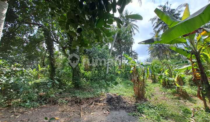 Freehold - Rare Opportunity Freehold Land Just 350M From Saba Beach, Gianyar, Bali Freehold - Rare Opportunity Freehold Land Just 350M From Saba Beach, Gianyar, Bali