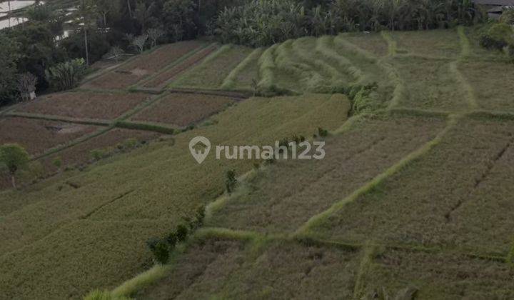 Prime Land Plot Near Bali Bird Park Singapadu 2