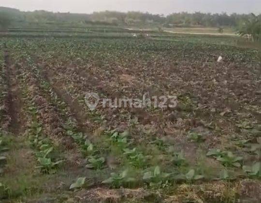 Jual Tanah Industri Ploso Jombang 2
