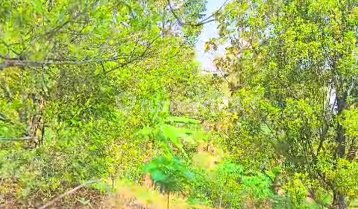 Butuh Cepat Laku !! Kebun Cengkeh & Durian Produktif di Wonosalam - Jombang Butuh Cepat Laku !! Kebun Cengkeh & Durian Produktif di Wonosalam - Jombang