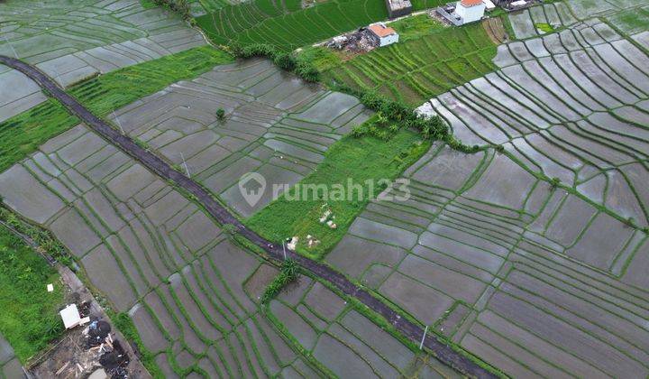 Tanah SHM Akses Pinggir Jalan View Loss Sawah Dekat Tanah Lot  1