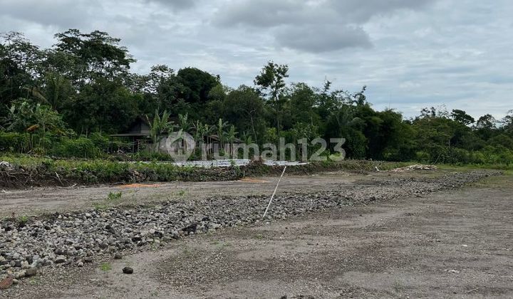 The location is truly cool and lush, very suitable for living.