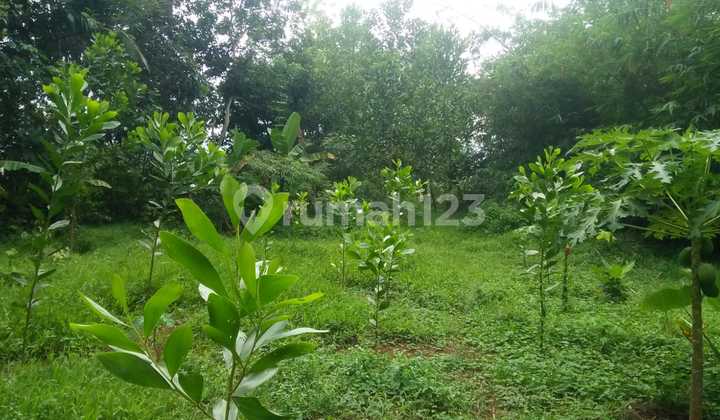 Land for Sale in Kp Mentrung Sukasari, Serang Regency