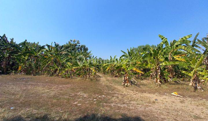 Tanah Murah Demangan Gratis Emas Antam 10gr 2