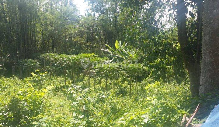Tanah Pekarangan Murah Hanya 175rb / Meter Di Kaloran Temanggung Jawa Tengahtemang Tanah Di Pasar Pahing Desa, Jl. Temanggung-kaloran, Kaloran, Kaloran, Temanggung, Jawa Tengah, Indonesia, 56282, Kaloran 7445.0 Shm M² 2