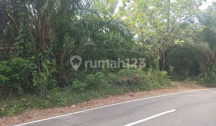Land Plot Suitable for Chicken Farming in Cikesik Pandeglang