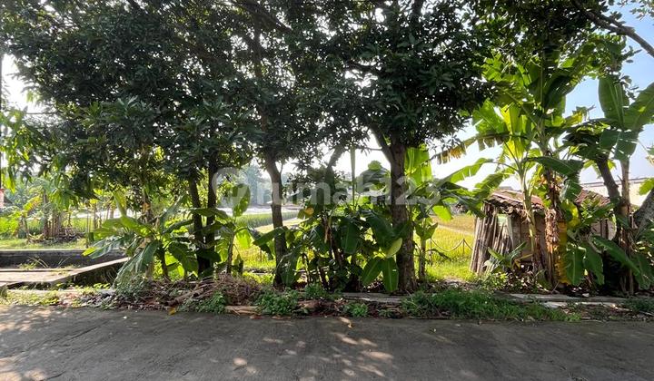 Tanah Cantik Shm Sawah Kotak Persegi - Lokasi Strategis Di Dekat Perumahan Casa Grande Maguwoharjo Depok Sleman Tanah Cantik Shm Sawah Kotak Persegi - Lokasi Strategis Di Dekat Perumahan Casa Grande Maguwoharjo Depok Sleman