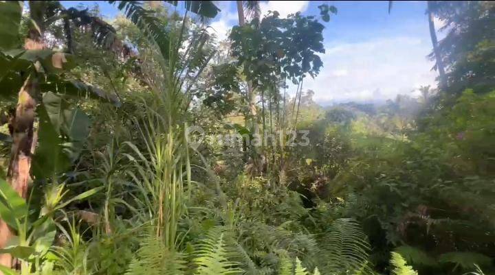 For Lease Tanah di Tegallalang 50.0 are 2