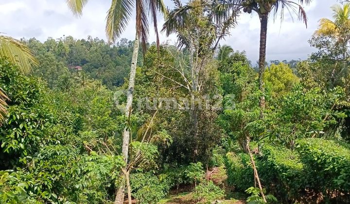 Di Jual Tanah di Sai Pupuan Tabanan Bali Luas Tanah 10,200 m2 ( 102 Are ) Sertifikat SHM  Tanah yang subur serta dikelilingi hutan & sungai. Akses Jalan lebar, bisa dilalui mobil dan motor. Harga per ARE rp 15 jt / are Total Harga 1,5 M Nego