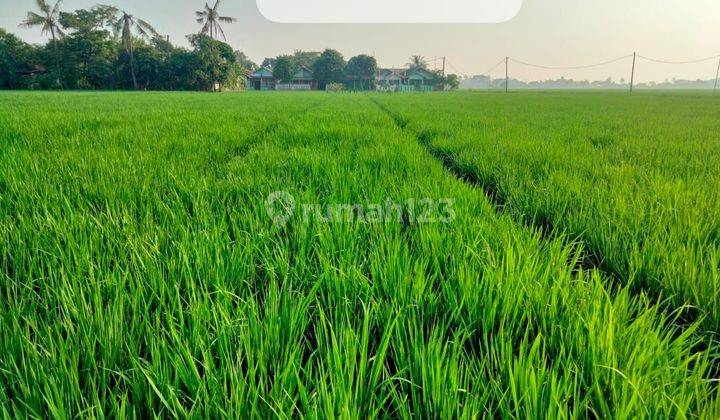 Tanah Sawah Produktif 5000 m² SHM dijual murah 2