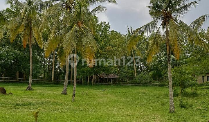 For Sale Land in Melaya Jembrana Bali - Strategic Investment in West Bali  
Land Area: 7000 m2 (70 Are) consisting of 2 certificates:  
- 5000 m2  
- 2000 m2  
Certificate: SHM (Freehold Title)  
Price per Are: 40 million IDR / Are  
Total Land Price: 2.8 billion IDR (negotiable)