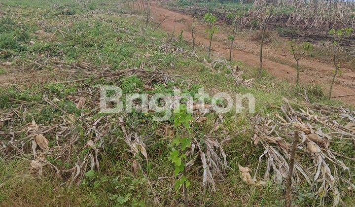 Jual Tanah Seluas 43 Hektar Desaa Labangka Sumbawa NTB 1