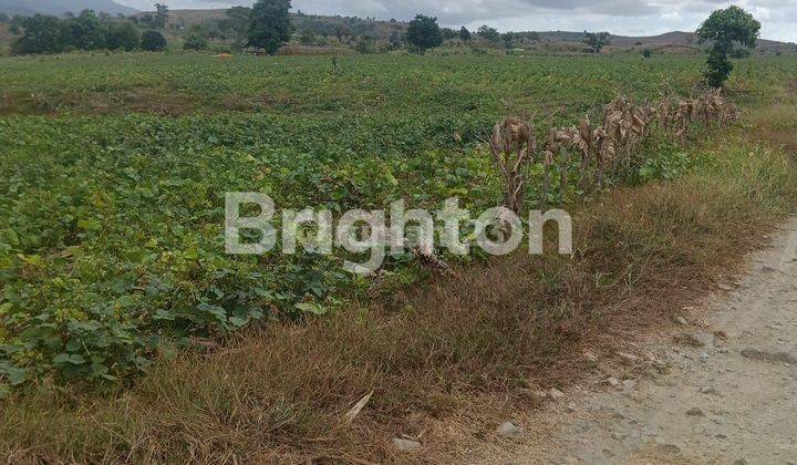 Jual Tanah Seluas 43 Hektar Desaa Labangka Sumbawa NTB 2