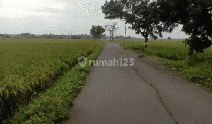  Kv002 Tanah SHM di Desa Sukaasih, Kecamatan Sukatani, Jawabarat 2