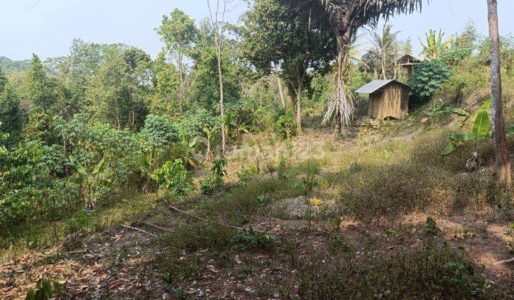 Kavling Murah Dan Terjangkau Kebon Subur Dan Asri Serang, Banten 1