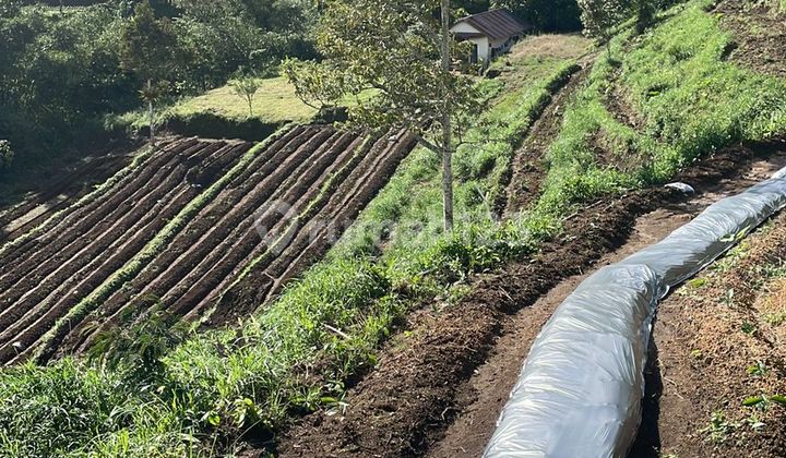 For Sale 226 Are Land with Mountain View in Baturiti, Tabanan ISM