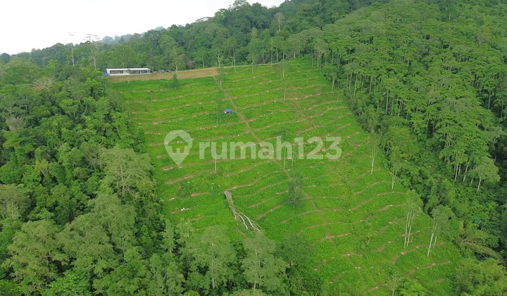 Tanah View Laut Bonus Pohon Durian dan Cabin
