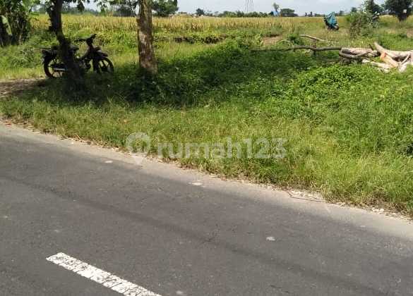 Cheap 1 Are Land Plot in Baha Mengwi Facing the Road