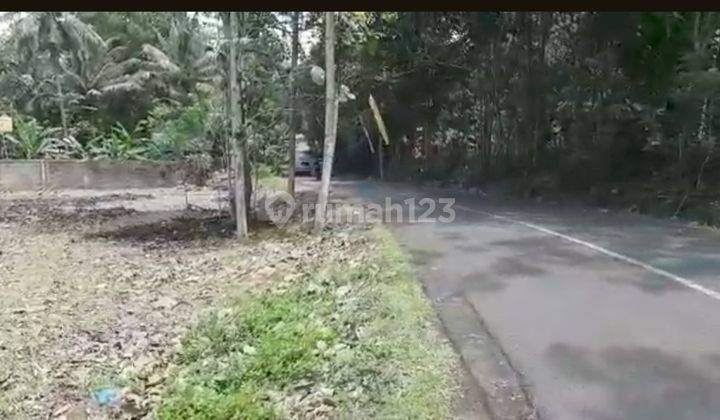 TANAH PERKEBUNAN JATI,  POHON SEDANG MULAI TUMBUH LAGI DI CIAMIS, JAWA BARAT 2